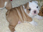 White Face English bulldog puppies for sale