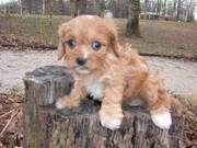 CAVALIER KING CHARLES SPANIEL PUPPY FOR ADOPTION