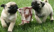 Playful  Pug Puppies To Go