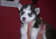 Cute Siberian Husky Puppies For Sale In Good Homes 
