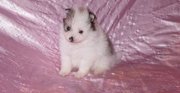 Cute Pomeranian Puppies For Sale  In Good Homes 