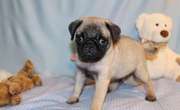 Cute Pug Puppies For Sale In Good Homes 
