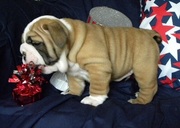 Cute English Bulldog Puppies for Sale In Good Homes 