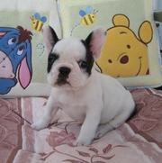 Cute and adorable French bulldog puppies for sale