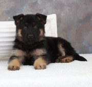German Shepherd puppy 