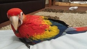 Very Healthy, Superb-Tamed Hand Reared And Tame Scarlet Macaw Parrots.