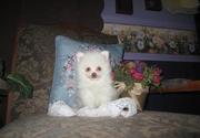 Pomeranian Puppies For Lovely Home