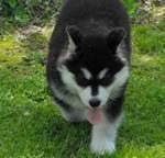  lovely Alaskan Malamute puppies for free adoption