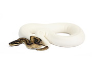 high white piebald python for sale