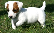 JACK RUSSEL PUPPIES FOR SALE 