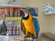  DNA TESTED WELL TRAINED BLUE AND GOLD MACAW BIRDS [ parrots } for sal