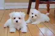 lovely and admirable maltese pups