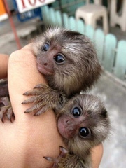 KEWNB Pairs Capuchin pygmy marmoset for sale