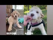 Dog Wheelchairs UK